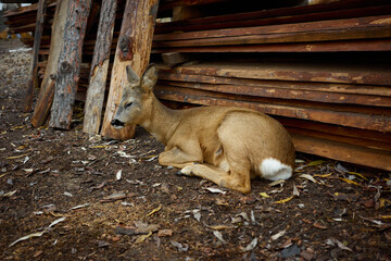 Deer resting beside wooden planks in a forest clearing during the afternoon