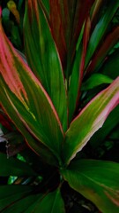 This macro photograph of unique leaves shows a combination of dark green and red. The natural pattern on these leaves creates a fresh and artistic impression.