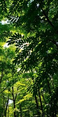 Obraz premium Sunlight filtering through a canopy of diverse green leaves, creating dappled shade patterns on the forest floor , atmosphere, serene