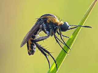 macro toxophora on the leaf