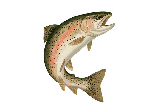 Detailed rainbow trout jumping dynamically with mouth open isolated on clean white background