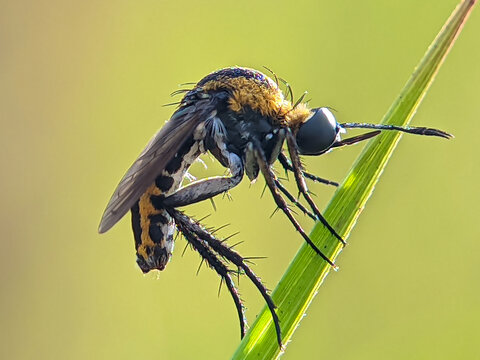 macro toxophora on the leaf - Powered by Adobe