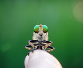 Face to face with robberfly