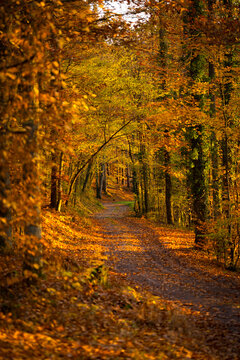Ein Waldweg in herbstlichen Bunt