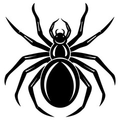 black spider isolated on white