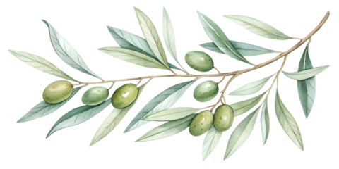A graceful watercolor collection of olive branches with soft green leaves and subtle natural shading. Isolated on transparent background, ideal for Mediterranean-themed designs, branding, organic prod