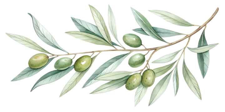 A graceful watercolor collection of olive branches with soft green leaves and subtle natural shading. Isolated on transparent background, ideal for Mediterranean-themed designs, branding, organic prod