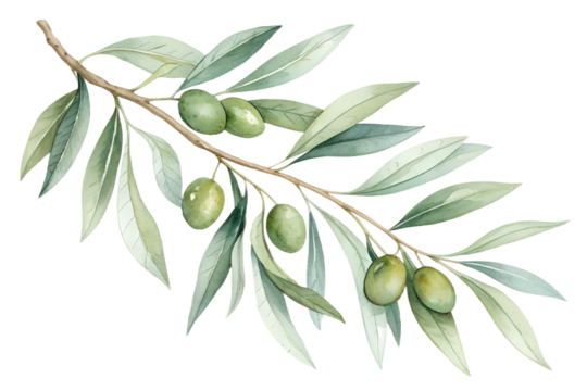A graceful watercolor collection of olive branches with soft green leaves and subtle natural shading. Isolated on transparent background, ideal for Mediterranean-themed designs, branding, organic prod
