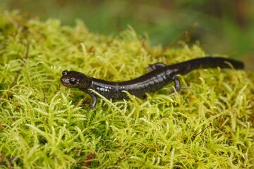 Fototapeta premium Closeup on an adult black Del Norte Salamander, Plethodon elongatus on green moss in South Oregon