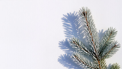 Obraz premium Frosted pine branch casting blue shadow on snow background in sunlight. Concept of winter stillness, natural beauty, and seasonal holiday calm