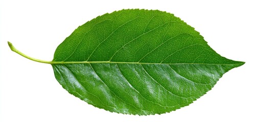 Close-up of a vibrant green leaf, isolated on a white background.  The leaf exhibits a smooth, oval shape with a serrated edge and distinct venation patterns.  A small stem is visible at one end