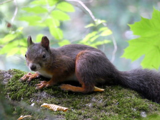 Squirrel in the forest