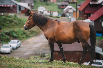 Brown Horse Portrait in Rural Mountain Village, Horse Close-Up in Rustic Village Background