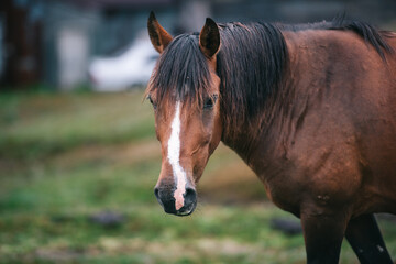 Brown Horse Portrait in Rural Mountain Village, Horse Close-Up in Rustic Village Background