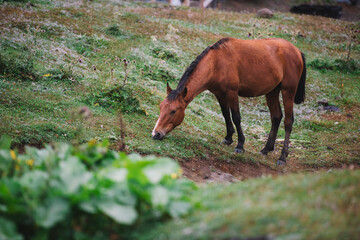 Brown Horse Portrait in Rural Mountain Village, Horse Close-Up in Rustic Village Background