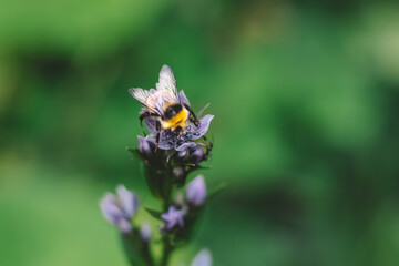 Macro Bumblebee Pollinating Purple Flower &mdash; Wildlife Insect Close-Up