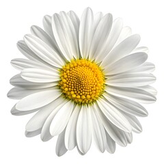 Close up of a bright and cheerful daisy flower with delicate white petals and vibrant yellow center, perfect for spring designs and optimistic themes
