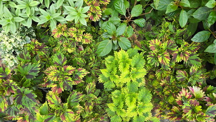 A hybrid Coleus plant with green leaves and reduced yellow and brown stripes is planted together with a Hamelia patens Jacq plant with brown young shoots, Ming Aralia plant with yellowish white leaves