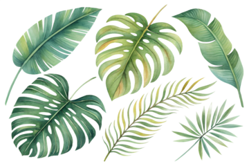 A vibrant watercolor set of tropical leaves, featuring monstera, palm, fern, and banana foliage. Each element is isolated on a transparent background, perfect for summer designs, exotic branding, trav