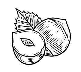 Hand drawn hazelnuts, monochrome engraving, line art style vector illustration isolated on white background	
