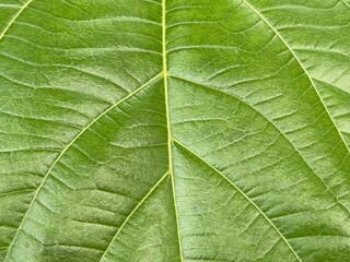 Vivid Green Leaf Texture Close-Up with Detailed Veins, Natural Botanical Pattern Background for Eco Nature Design, High-Resolution Macro Photography of Fresh Tropical Foliage for Organic and Environme