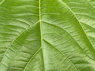 Vivid Green Leaf Texture Close-Up with Detailed Veins, Natural Botanical Pattern Background for Eco Nature Design, High-Resolution Macro Photography of Fresh Tropical Foliage for Organic and Environme