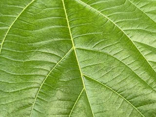 Vivid Green Leaf Texture Close-Up with Detailed Veins, Natural Botanical Pattern Background for Eco Nature Design, High-Resolution Macro Photography of Fresh Tropical Foliage for Organic and Environme