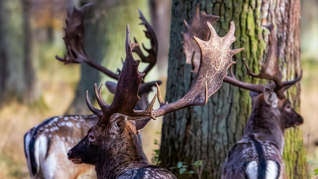 Drei junge Dammhirsche