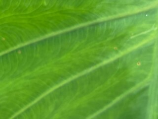 Vivid Green Leaf Texture Close-Up with Detailed Veins, Natural Botanical Pattern Background for Eco Nature Design, High-Resolution Macro Photography of Fresh Tropical Foliage for Organic and Environme
