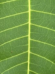 Vivid Green Leaf Texture Close-Up with Detailed Veins, Natural Botanical Pattern Background for Eco Nature Design, High-Resolution Macro Photography of Fresh Tropical Foliage for Organic and Environme
