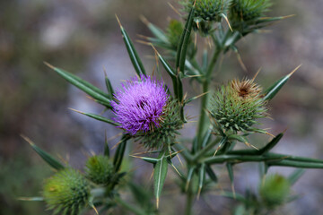 Purple Thistle Flower in the Wild – Macro Nature Photography

Description

A detailed macro photograph of a vibrant purple thistle flower surrounded by sharp green spines. The image captures the natur