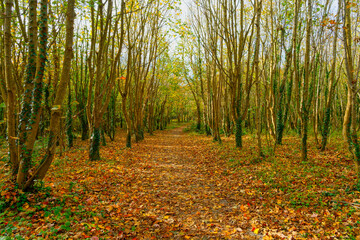 Obraz premium Wide treelined path through Penrhos park woods in autumn.