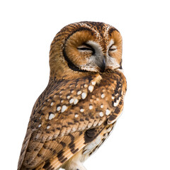 Detailed Portrait of a Tawny Owl with Eyes Closed and Speckled Plumage Against a Transparent Background
