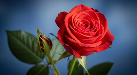 Fototapeta premium Crimson Rose with Bud on Blue - Captivating red rose and bud against a blue background. Symbolizing passion, beauty, growth, love, and elegance