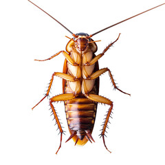 Detailed Upside Down View of a Cockroach on a Black Background Showing Thorax Abdomen Legs Antennae and Exoskeleton Texture Macro Photography Studio Lighting
