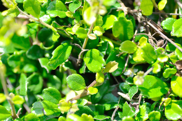 Carmona retusa Vahl Masam or BORAGINACEAE , Carmona retusa or leaves background