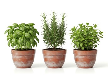 Fototapeta premium Fresh Herbs in Pots - Three potted herbs: basil, rosemary, and mint against a white background. Perfect for cooking or gardening themes