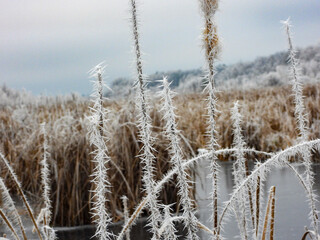 Fototapeta premium Rime ice formations all over the forest on a cold November morning