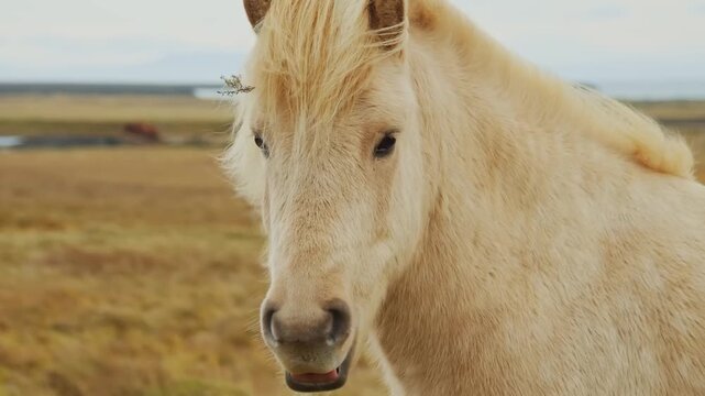 A close up shot of a beautiful, light colored Icelandic horse standing in a vast, open field. The horse's thick, shaggy mane and gentle eyes are highlighted against a blurred background of the rugged 