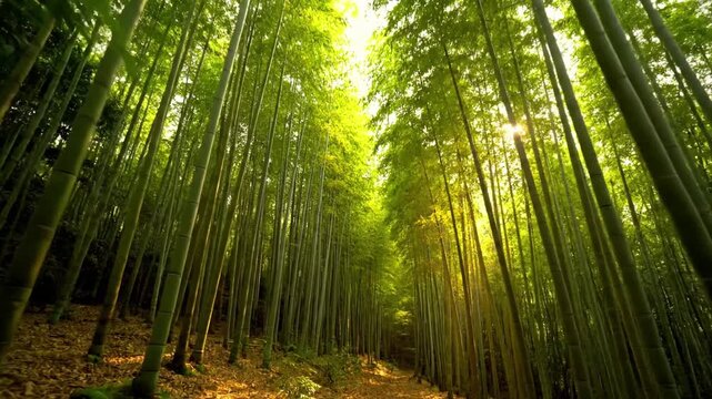 Gentle, rhythmic swaying of a vast bamboo canopy in a light breeze, creating a calming, immersive visual experience within a pristine natural environment.