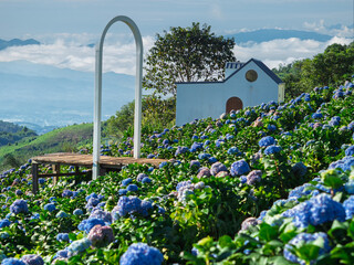 Beautiful view of the hydrangea field, a beautiful morning of flowers at Doi Chang, Chiang Rai, Thailand.