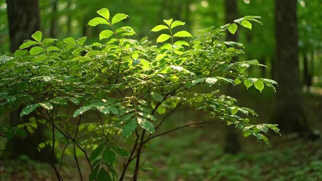 The bush as an integral part of a pristine natural landscape, demonstrating its contribution to a rich, untouched ecosystem. Wide or medium shots that frame the bush within its broader natural?