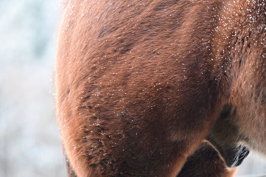 Detail eines Pferdes mit Winterfall mit Schneeflocken, Flanke
