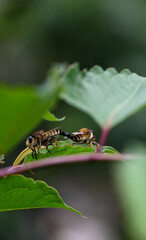Insects on a green leaf, Mount Fuji, Japan 