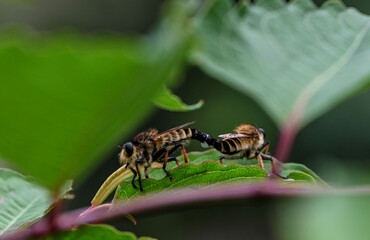 Insects on a green leaf, Mount Fuji, Japan 