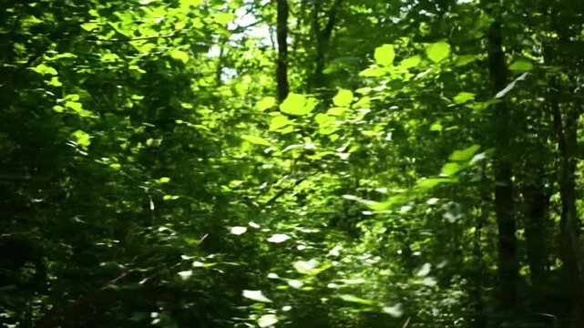 Illustrate the serene and tranquil atmosphere of a wild bush in its natural forest setting, emphasizing its role in the undisturbed ecosystem. Wide to medium shot conveying peace and the untouched?