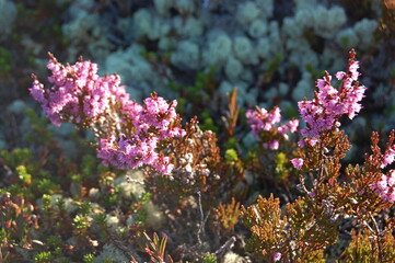 Beautiful small lilac flowers of northern heather in the Lapland tundra on a clear summer day.