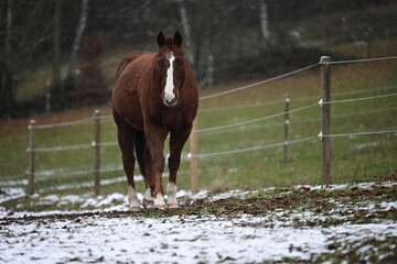 &Auml;lteres braunes Pferd geht entspannt im Schneesturm auf uns zu
