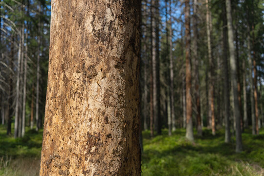 Trees eaten by a bark beetle in the forest.Bark beetle typographer.Dry trees without bark.