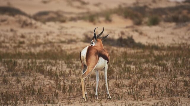 Lonely springbok feeding on the dunes of Sandwich Harbour, Namibia, showing solitary grazing behavior amid the vast, arid, and scenic Namib desert landscape
